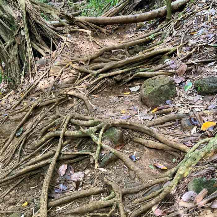 Near Pauoa Flats Lookout from Lyon Arboretum