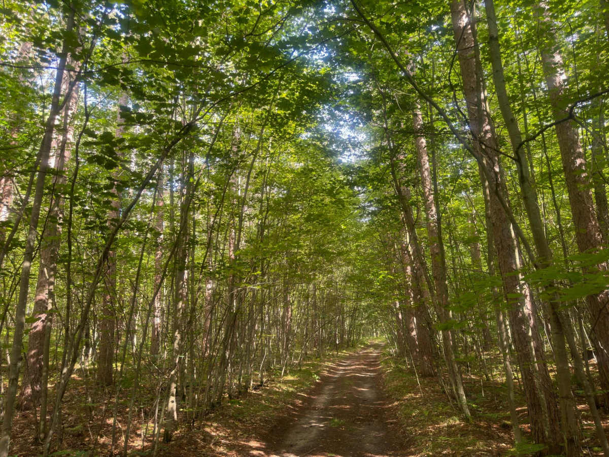 FS 5454 trail photo