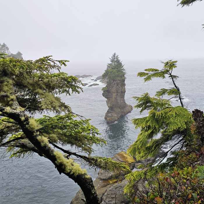 Near Cape Flattery Trail