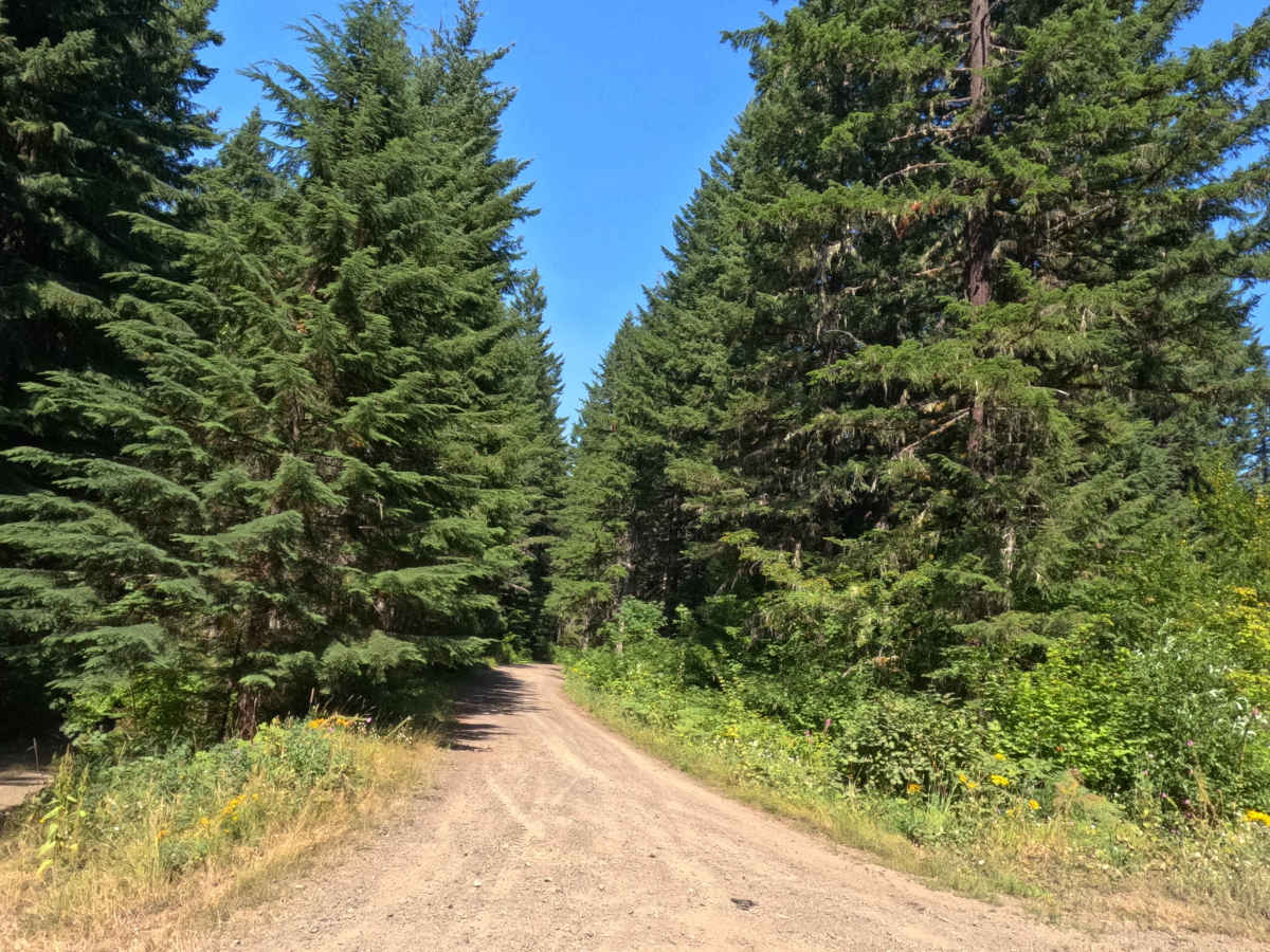 Boyer Creek Road - FS 4612000  photo 2