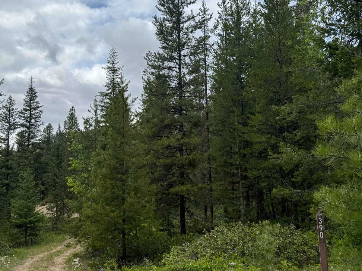 Bear T.S. FY - FS 5009-390 trail photo