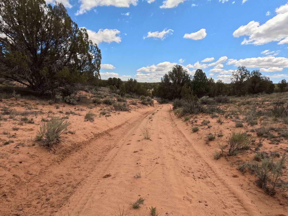 BLM 101 photo 6