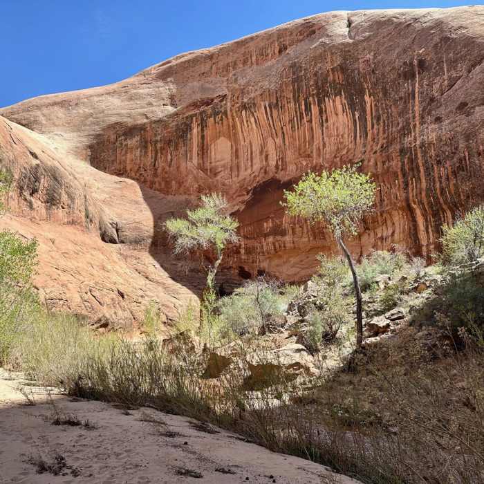 Near Halls Creek and Narrows Route (Grand Gulch)