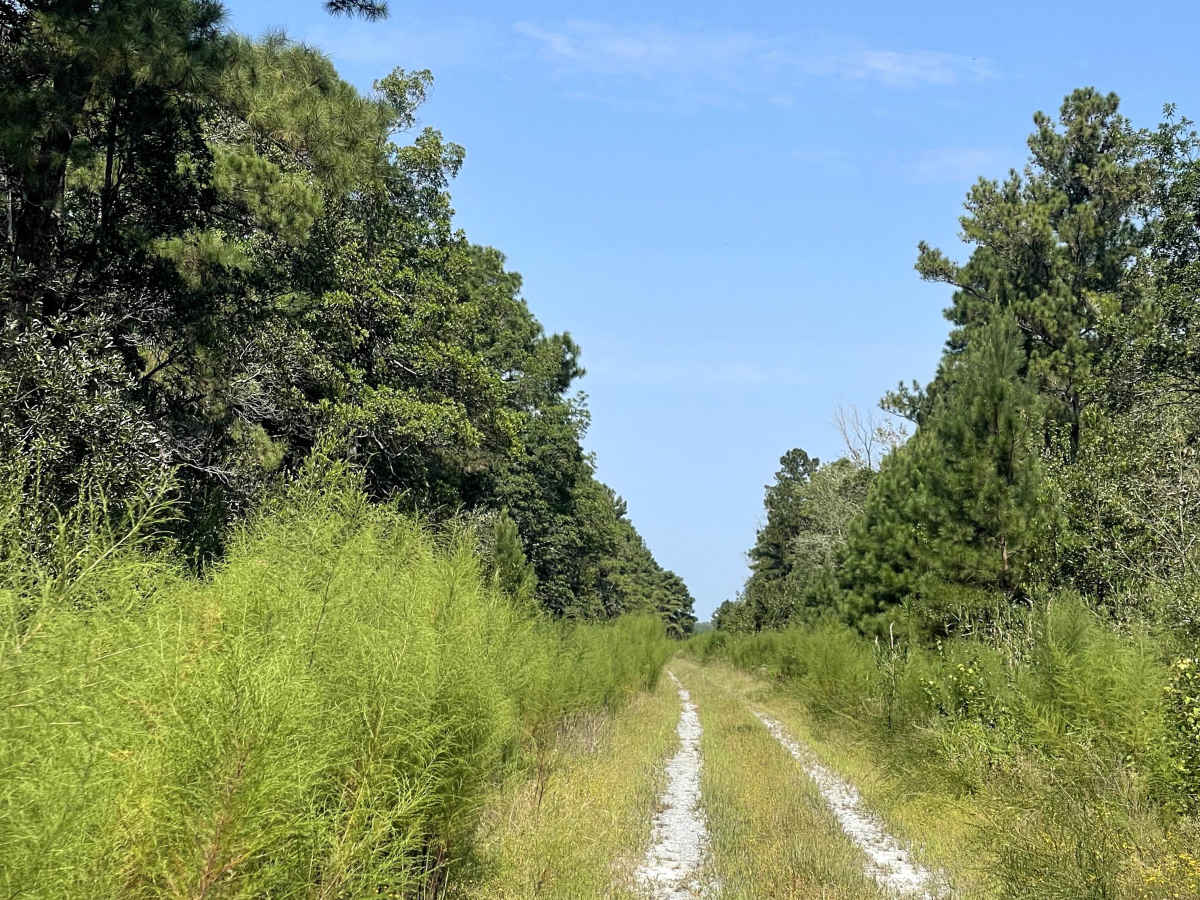 Elmur Road photo 4