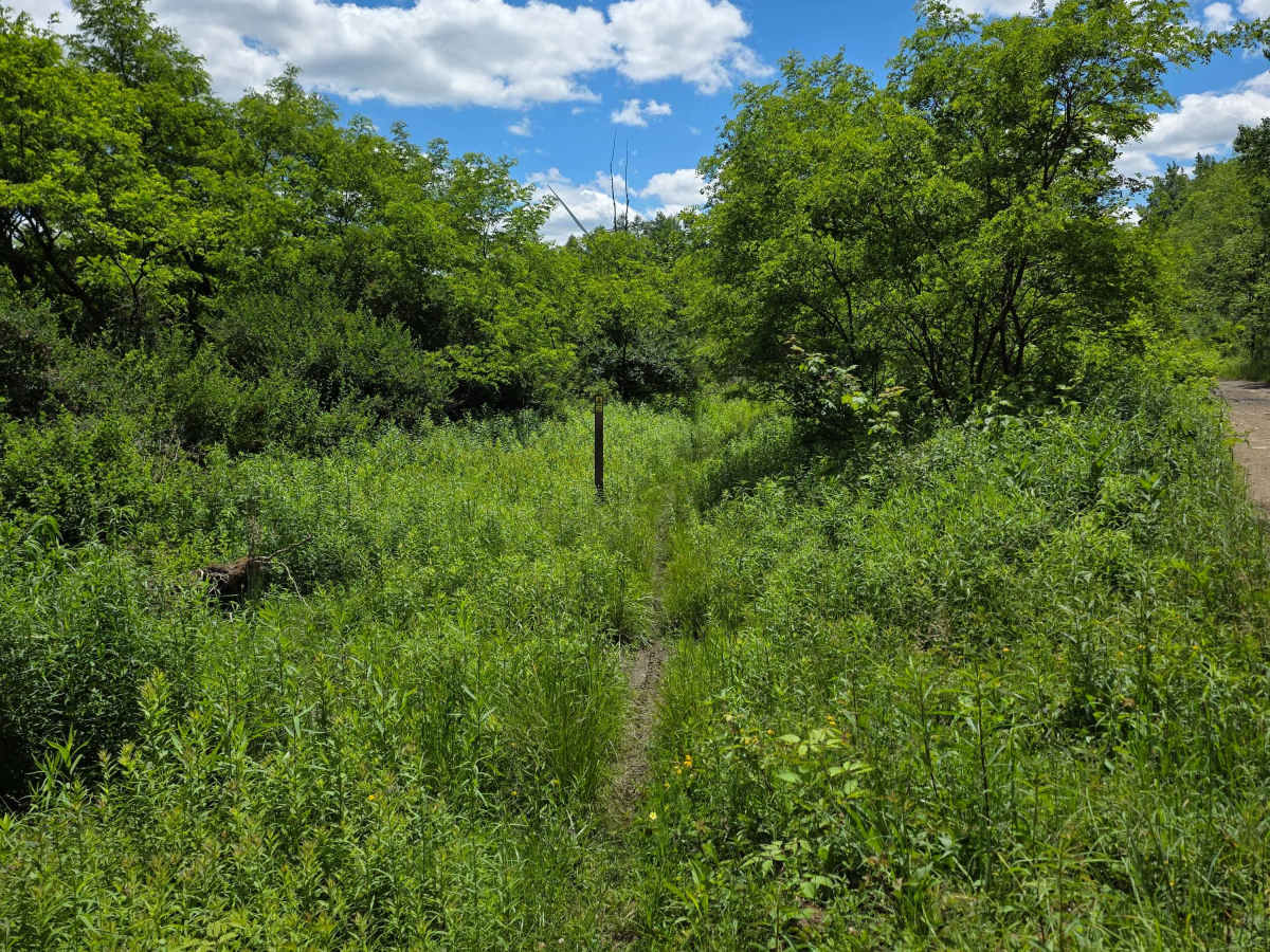 Single Track QQ trail photo