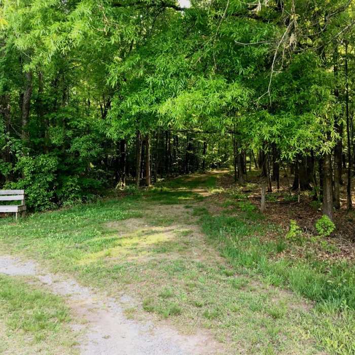 The beginning of the Shagbark Hickory Trail. Near Mason Farm Main Trail
