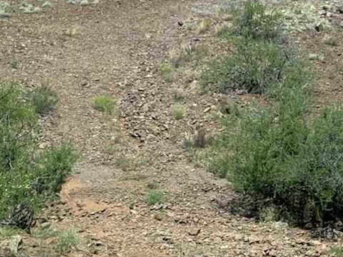 BLM PE1211 photo 4