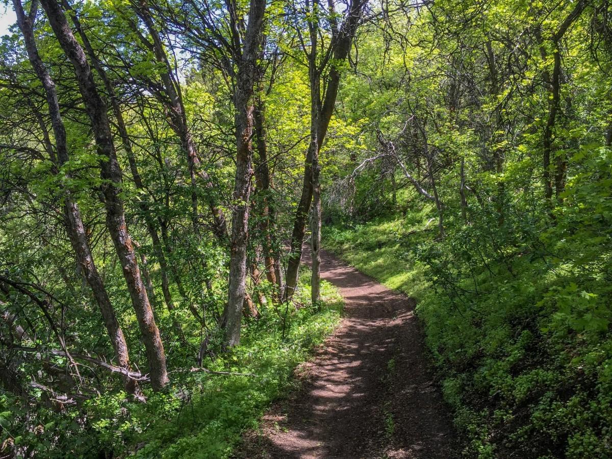 Oxford Peak Loop photo 6