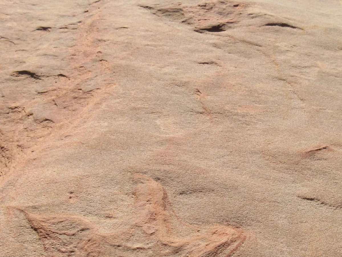 Dinosaur Tracks Loop photo 2