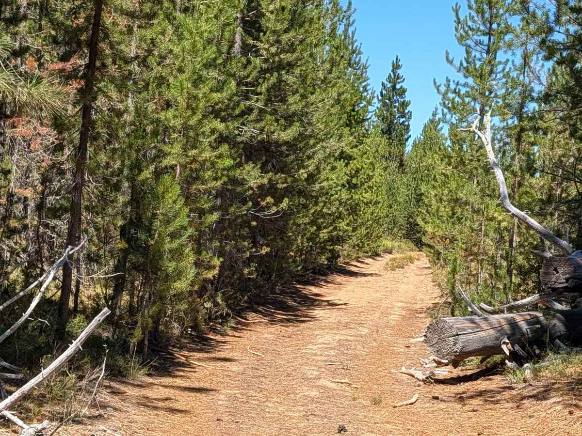 Lodge Pine - FS 42N79 photo 2