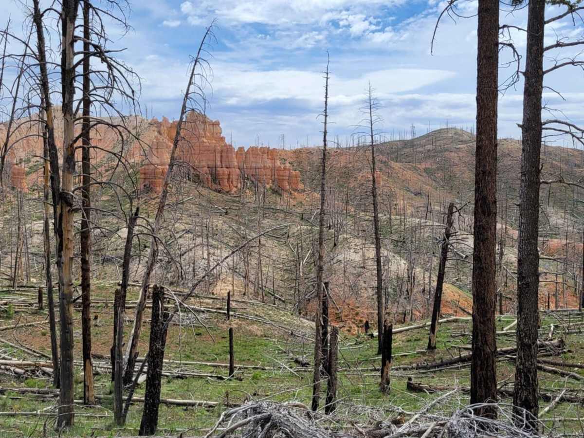 Harris Rim photo 5