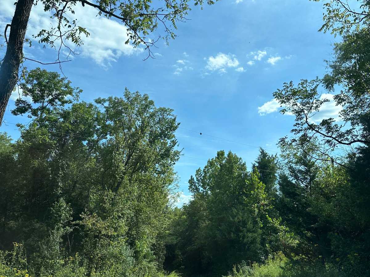 Bealers Pond photo 2