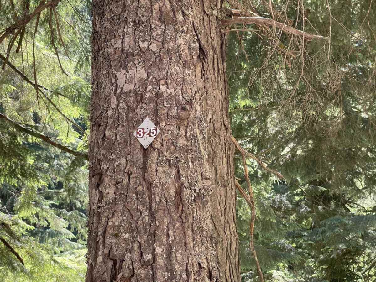 Deception Creek Circle photo 5