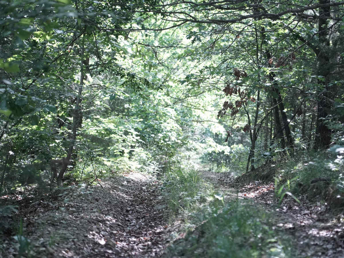 East Ridge Loop trail photo