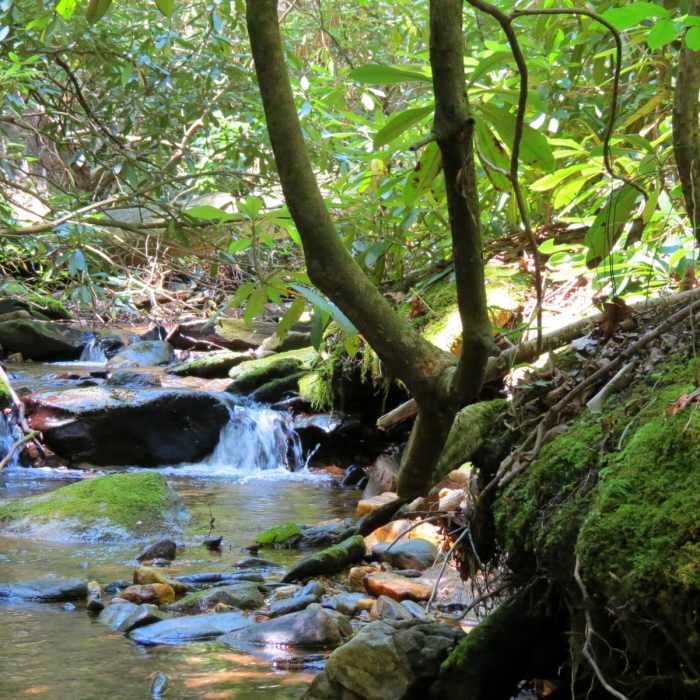 Near Bearden Falls Trail