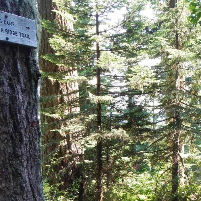 Near Marys Peak via North Ridge Trail