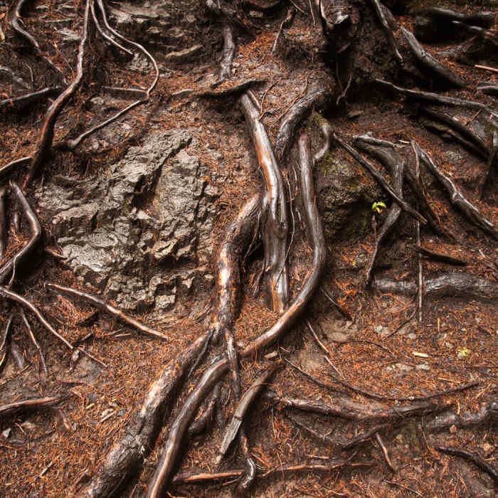 Near Falls Creek Falls