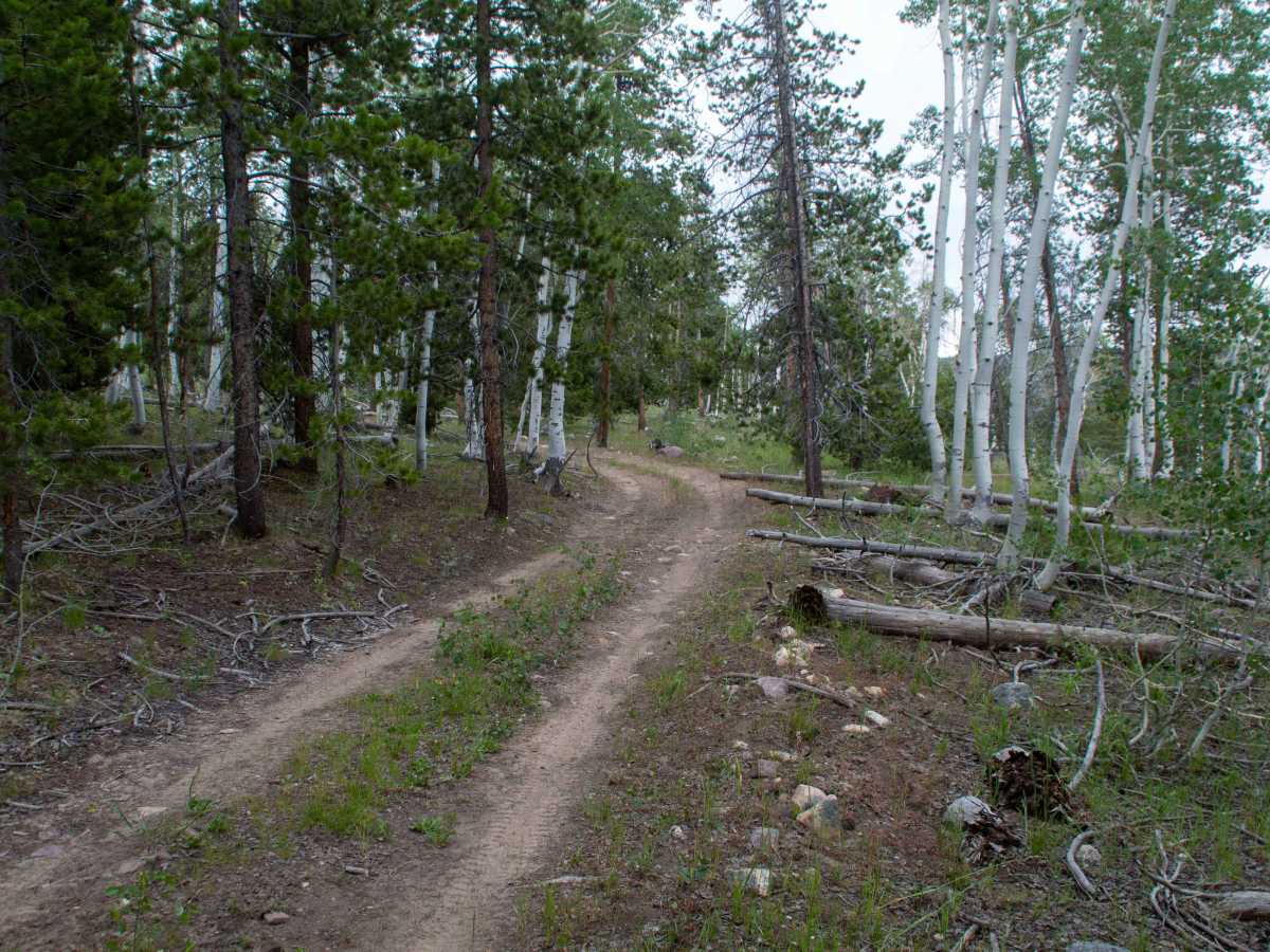 Alexander Loop - FR80940 photo 6