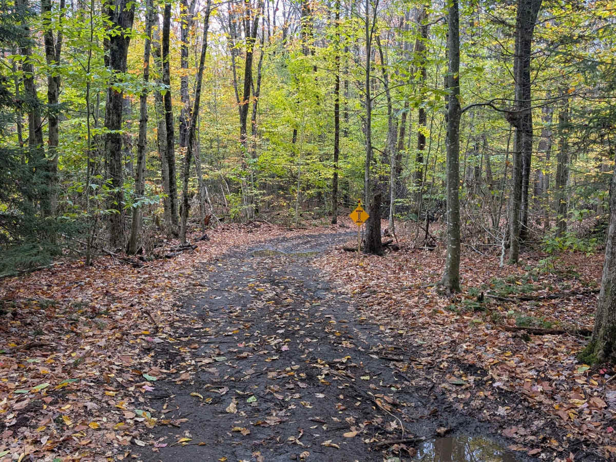 Catherineville State Forest Road photo 2