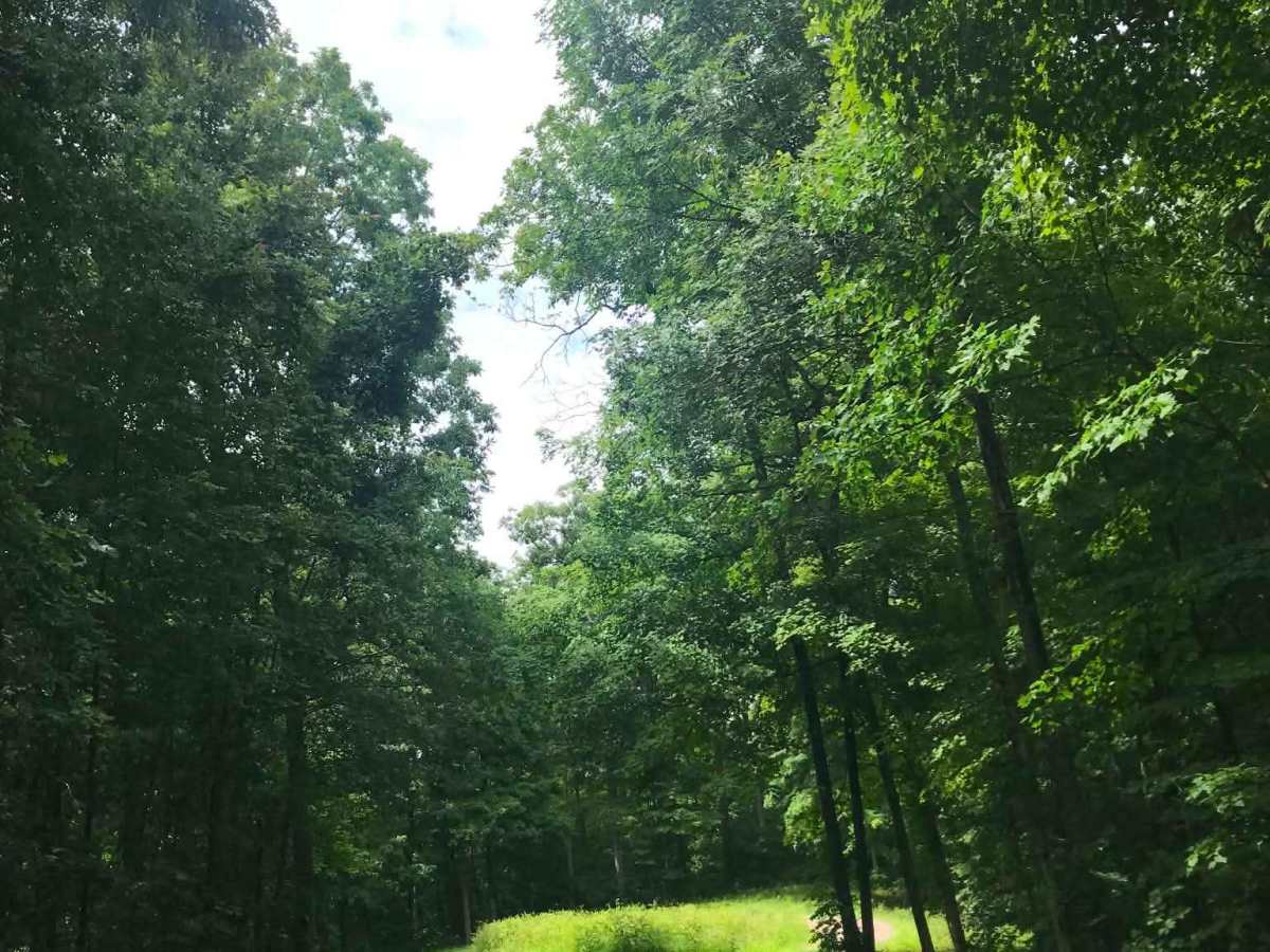 Sawmill Road trail photo