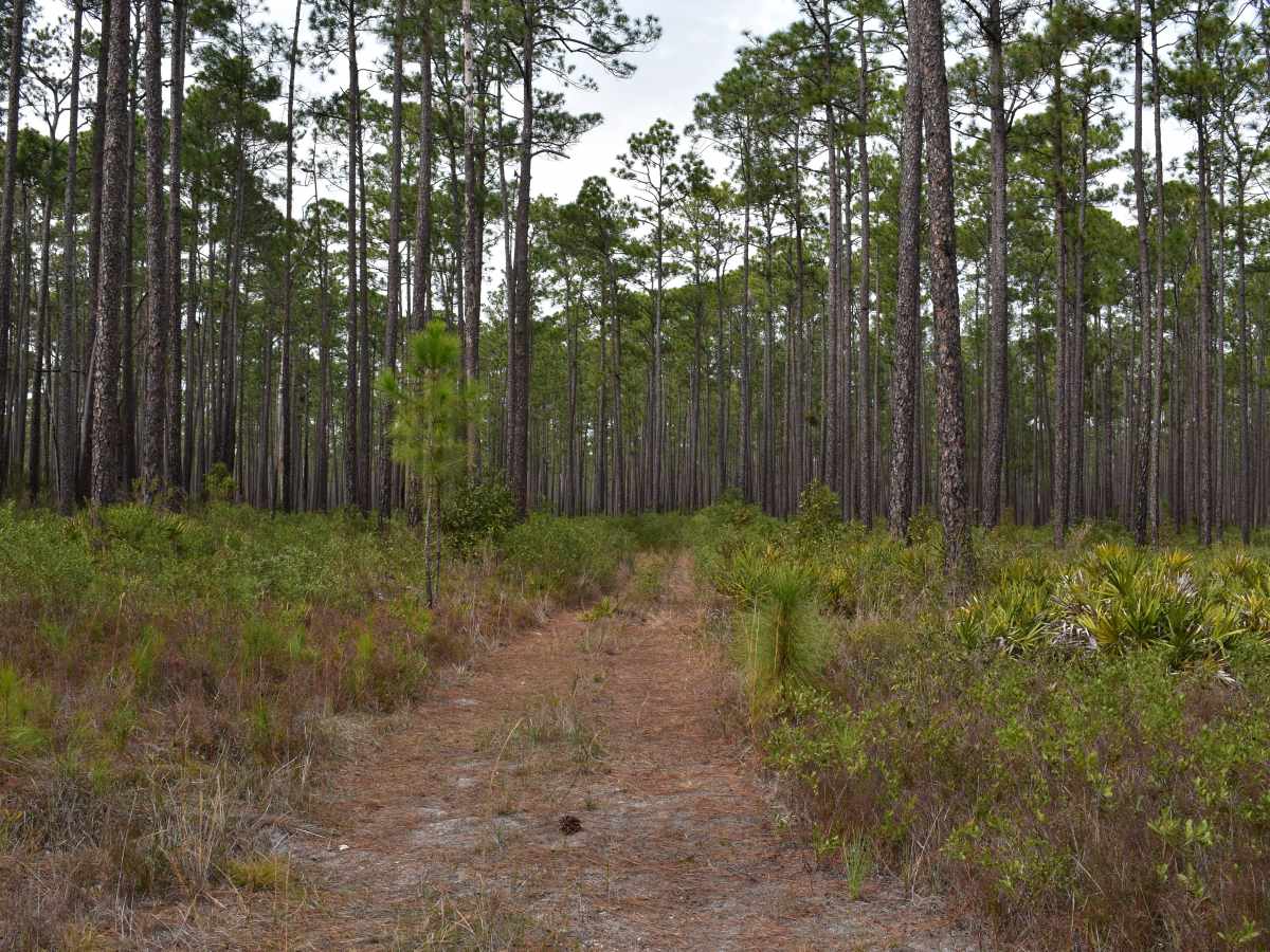 FR 27819 trail photo