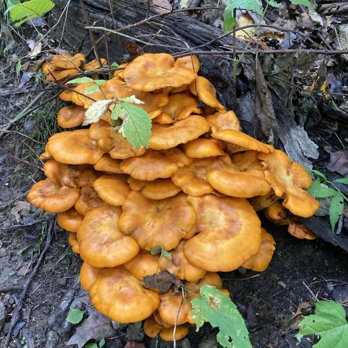 Near White Rocks Trail