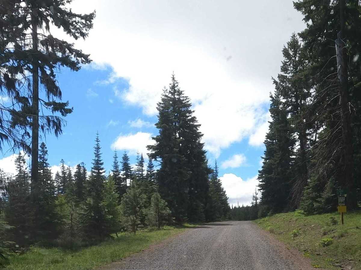 Gnat Flat - NF3300 trail photo