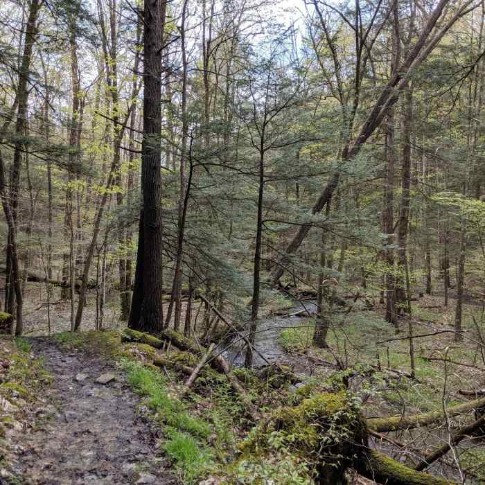 Much of the hike occurs in the woods, surrounded by various types of evergreen and deciduous trees. As the elevation and directions change, so does the ecosystem. Near Abbot Loop