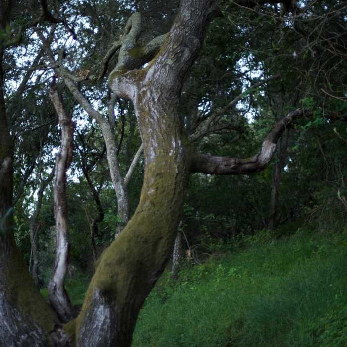 Near Baywood Glen Trail
