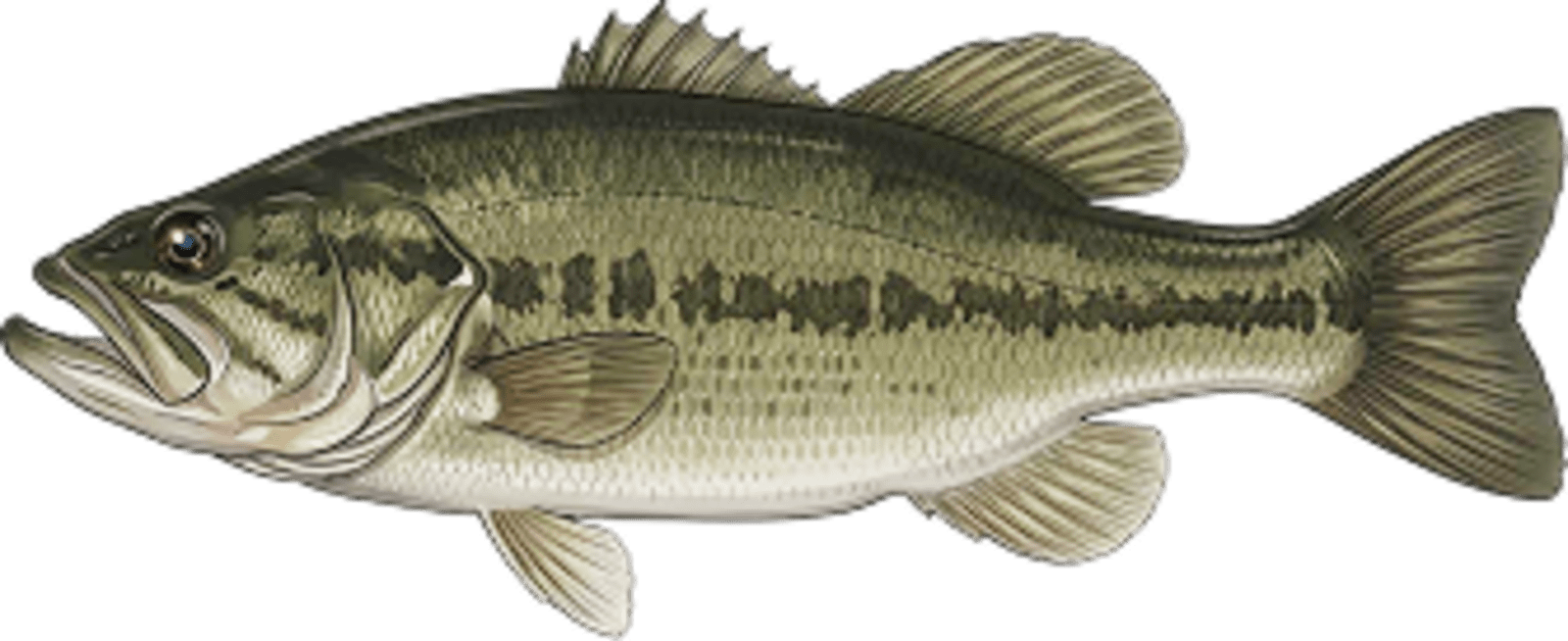 Largemouth bass