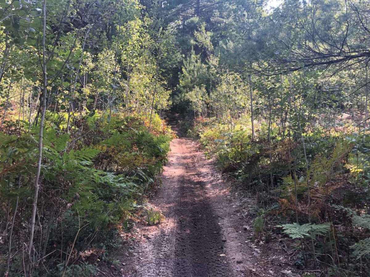 East Missaukee Trail Loop photo 4