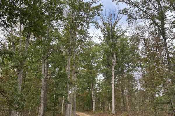 Double Pine 