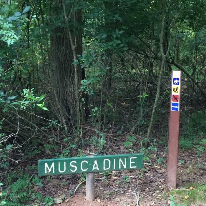Near Muscadine Trail - East