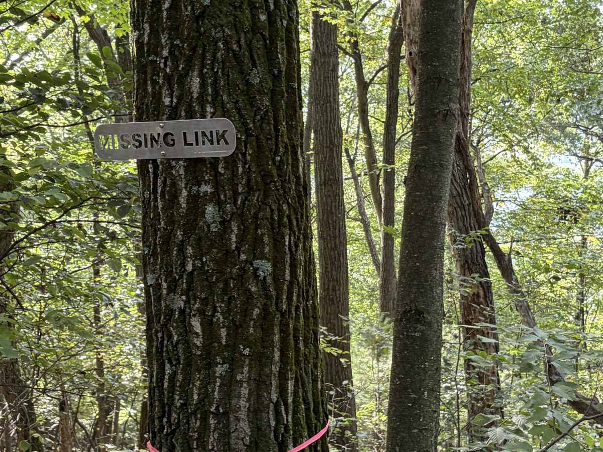 Missing Link  photo 4