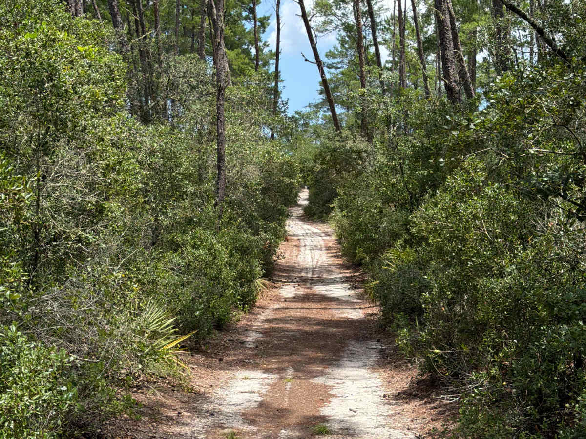 Ocala National Forest 445-2.3B trail photo
