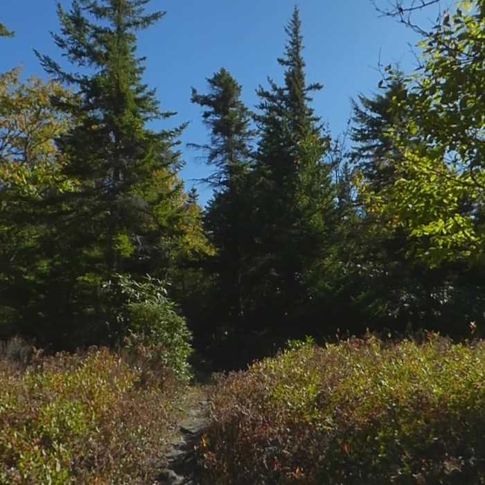 Southbound on #517 - Hidden Passage Trail Junction Near Roaring Plains Circuit