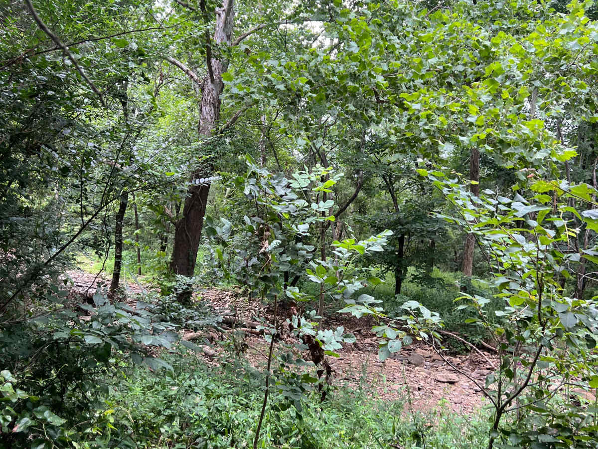 Wiley Trail  photo 4