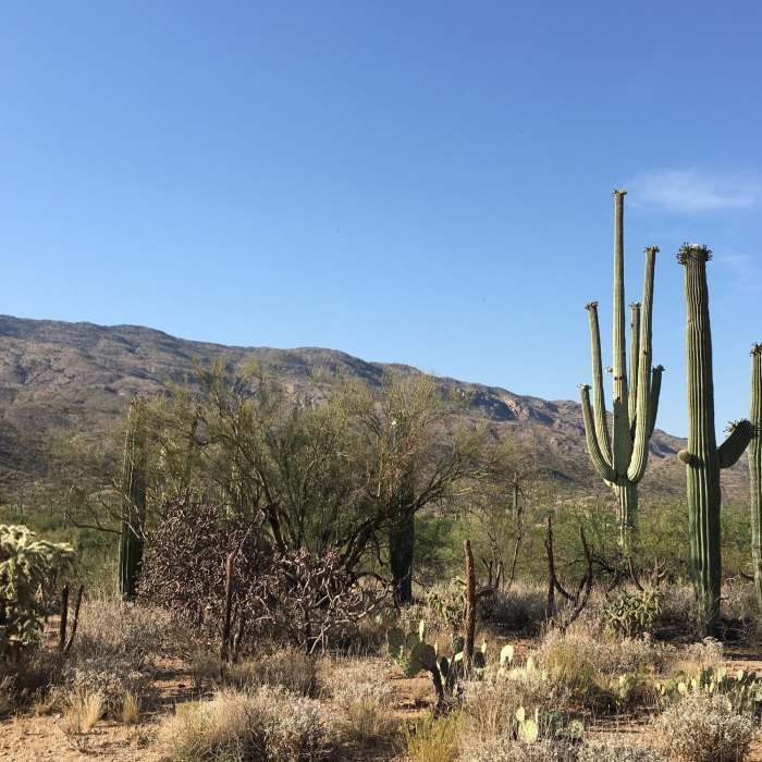Near Bajada Vista Trail