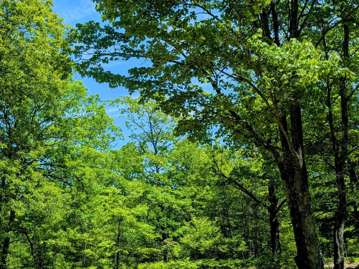 North Missaukee Route (section 4) photo 5