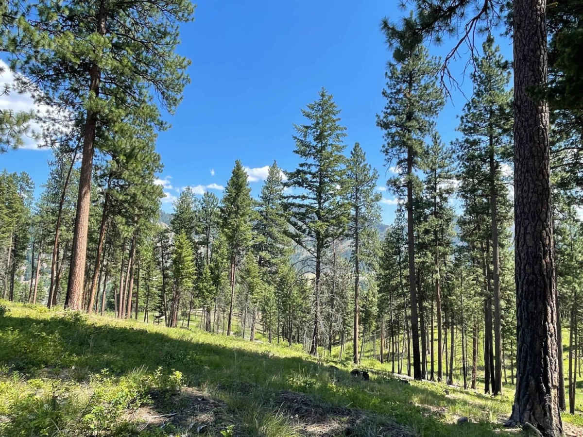 Verdy Moccasin Ridge photo 5