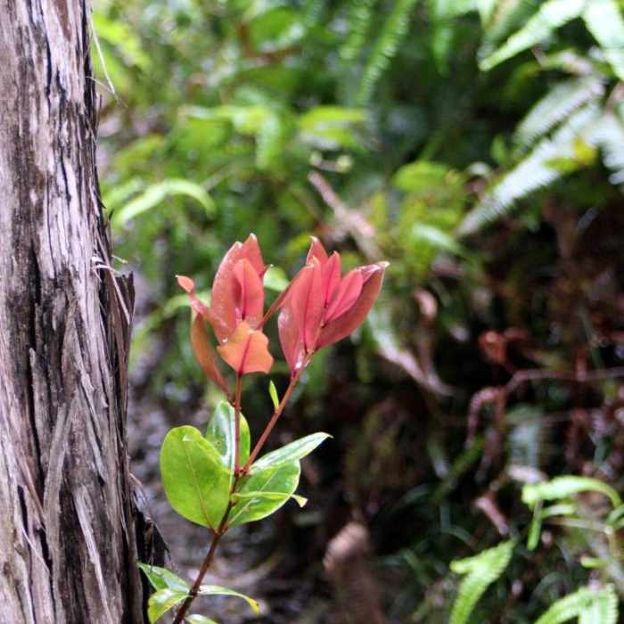 Near Awa'awapuhi Trail & Vista