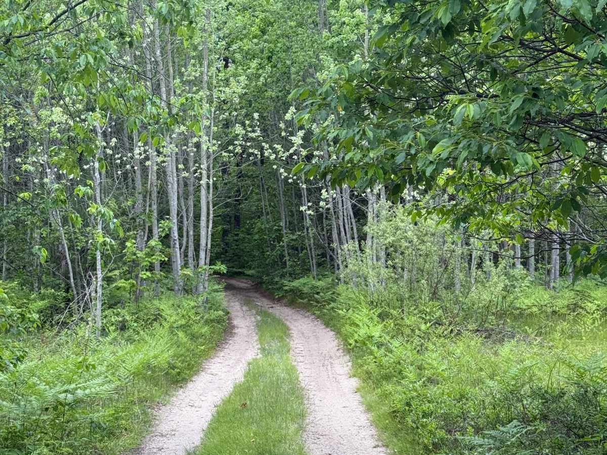 Kalkaska North Mountain Bike Trail trail photo