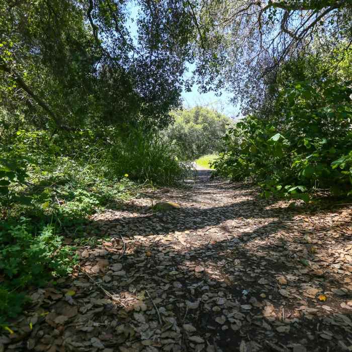 Near Reservoir Canyon Falls