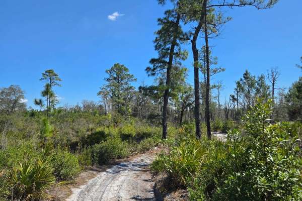 Etoniah Creek Overlook Trail