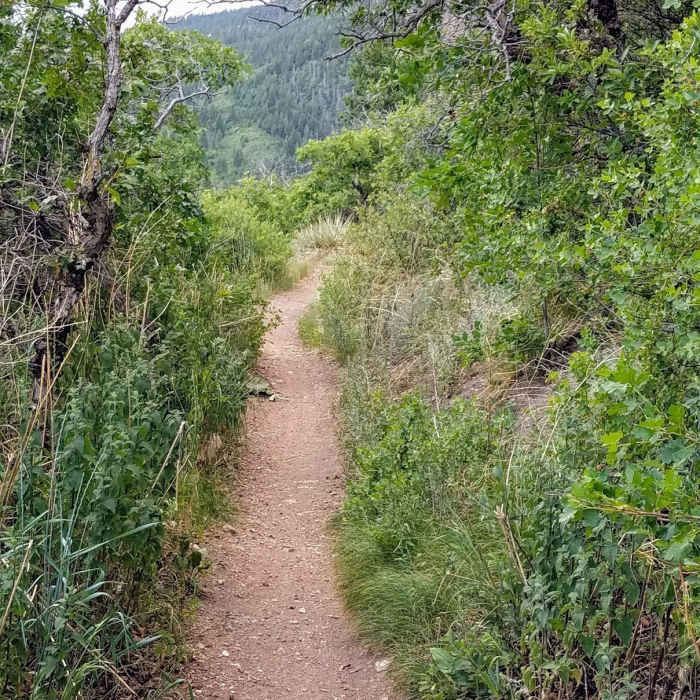 Enjoy easy terrain alongside Gold Camp Reservoir. This area is great for the whole family. Near Ridgeway Trail