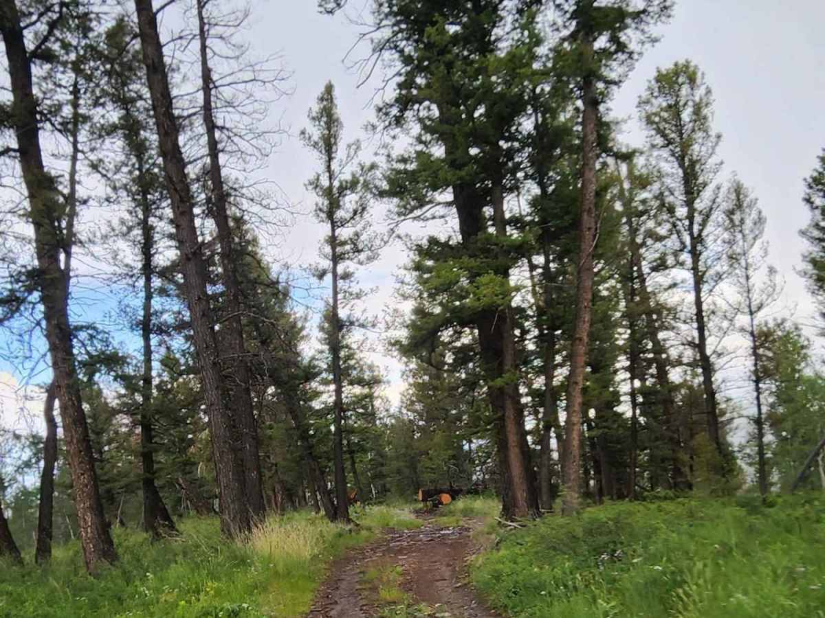 Deep Gulch Road photo 3