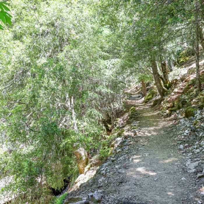 Near Big Tree Loop Trail