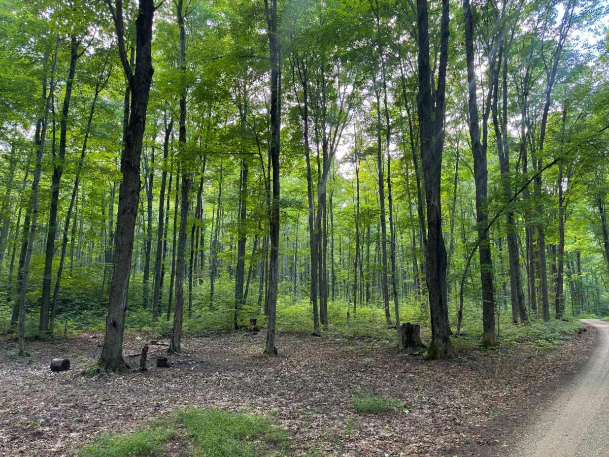 FS 9784 photo 3