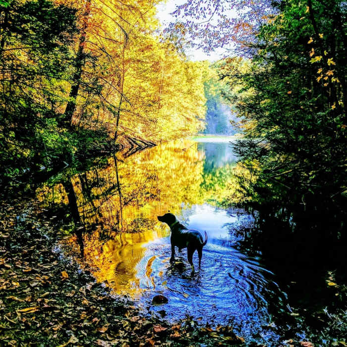 Fall at Steele's Creek. Near Steele Creek 8+ mile Moderate Loop