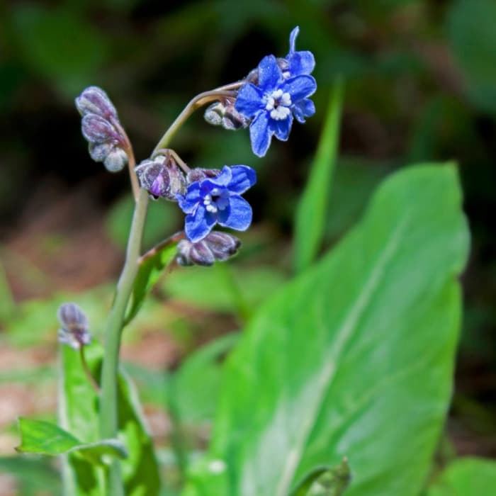 Near Green Springs Loop